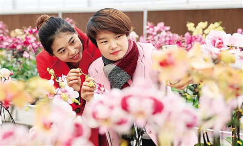 新春佳节，四川华蓥市君兰天下兰花基地万株“蝴蝶兰”迎春怒放，吸引不少市民前往踏春赏花。邱海鹰摄