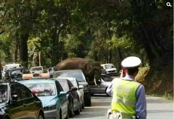 简述：今天17点左右，云南西双版纳野象谷景区附近的道路上出现了一只雄性野生亚洲象。它边走边“玩”停在路边的汽车，导致14辆汽车不同程度损坏。所幸，正在现场执勤的公安民警和景区工作人员及时疏散了附近游客，并未造成人员伤亡。提醒出门游玩多加小心！