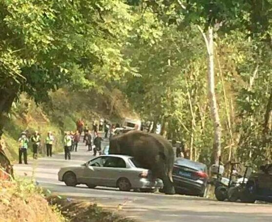 简述：今天17点左右，云南西双版纳野象谷景区附近的道路上出现了一只雄性野生亚洲象。它边走边“玩”停在路边的汽车，导致14辆汽车不同程度损坏。所幸，正在现场执勤的公安民警和景区工作人员及时疏散了附近游客，并未造成人员伤亡。提醒出门游玩多加小心！