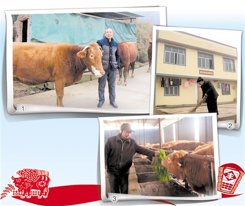 左上 村委会主任陈德林在介绍西门塔尔良种牛。