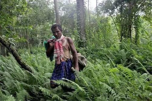 有了小片树林之后，Jadav Payeng凭着他对生态系统的深厚认知，逐步把生物也引进土地。因为土壤贫瘠坚硬，Jadav Payeng第一步就是引进蚂蚁和蚯蚓，用他们来疏松土地。