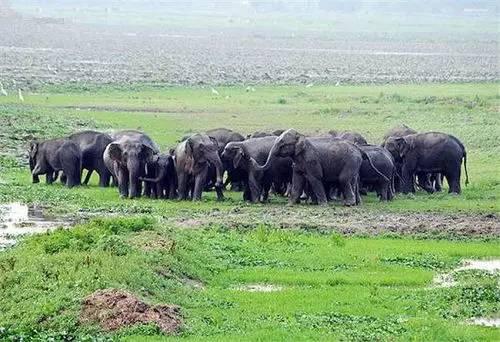 2008年，印度政府的森林管理部门跟踪一批迁徙的大象，发现了Jadav Payeng的森林，这片森林从此以Jadav Payeng的宠物名字