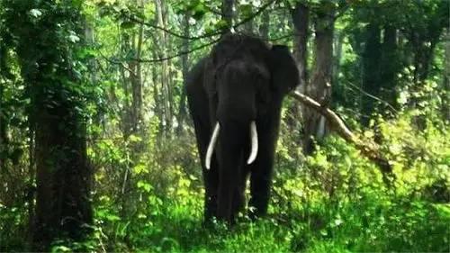 他发现大象喜欢吃香蕉，于是在树林里种了很多香蕉，这招果然吸引了大象，它们不再走出树林骚扰村民。