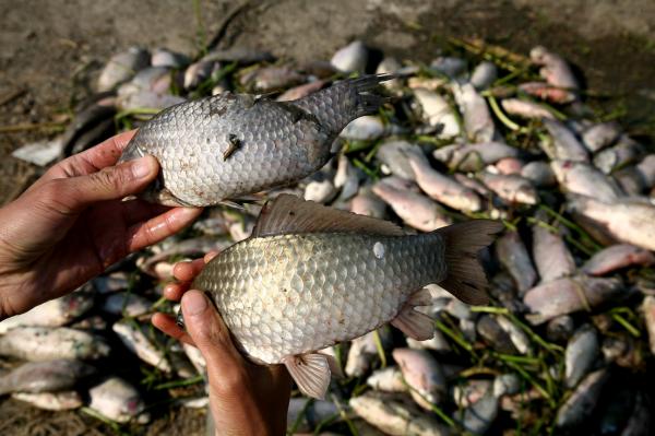 2015年10月，高邮卸甲镇张余村养殖户反映，紧邻化工厂的70亩鱼塘内的鱼成批死亡。畸形鱼（上）与正常鱼（下）的区别。 视觉中国 资料