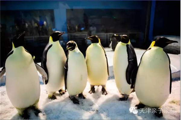 本港台直播:【j2开奖】￥1028|8万㎡希尔顿清朝园林、40㎡客房、吻海豚、看企鹅！