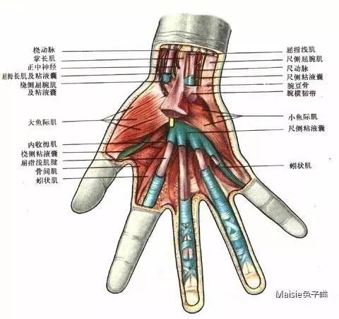 本港台直播:【j2开奖】为什么有人做不出瓦肯人的手势？