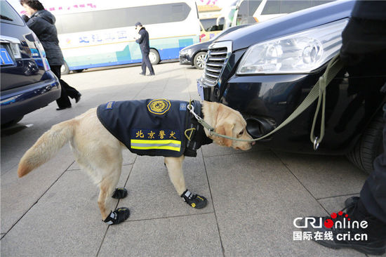 警犬穿黑色“小靴”执勤镜头感十足。摄影：沈湜