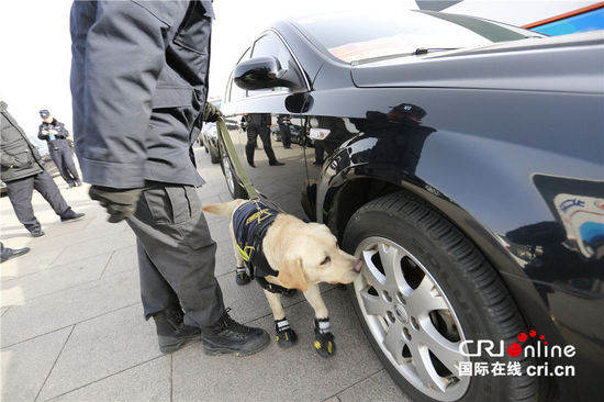 警犬穿黑色“小靴”执勤镜头感十足。摄影：沈湜