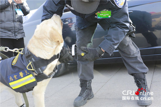 警犬穿黑色“小靴”执勤镜头感十足。摄影：沈湜