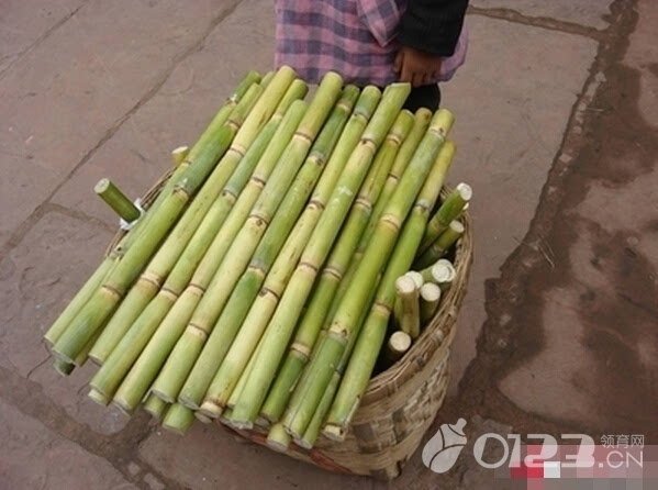 本港台直播:【j2开奖】孕妇可以吃甘蔗吗？ 孕妇吃甘蔗上火吗