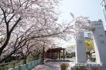 【j2开奖】【4月2日到7日】?釜山樱花节本港台直播们一起观赏啦