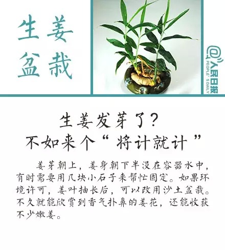 j2开奖直播:【j2开奖】【实用?贴】植树节，教你把果核变盆栽！