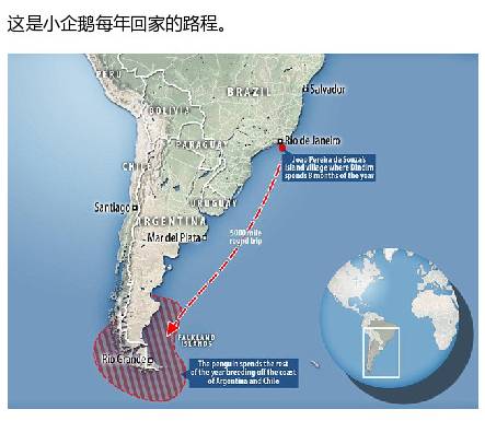 【j2开奖】企鹅每年游8000千米看望老爷爷！真有这么重感情的鸟？