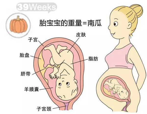 开奖直播现场:【j2开奖】胎儿每周到底有多大？从芝麻到西瓜！有图有真相！