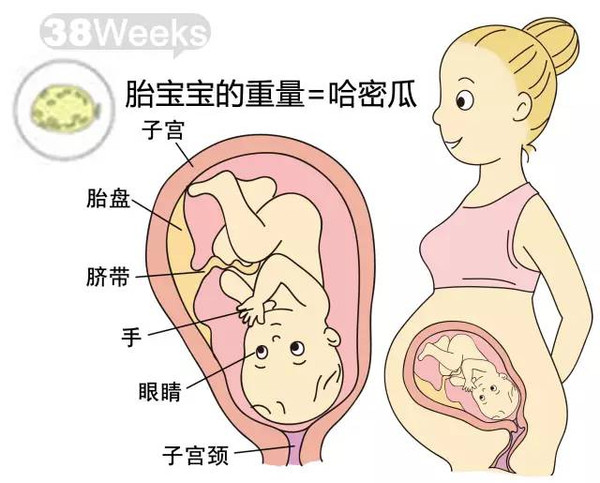 开奖直播现场:【j2开奖】胎儿每周到底有多大？从芝麻到西瓜！有图有真相！