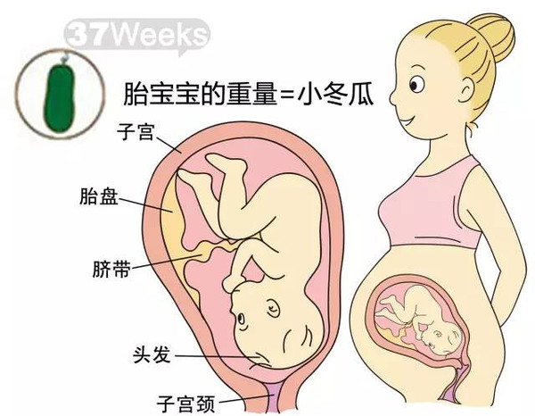 开奖直播现场:【j2开奖】胎儿每周到底有多大？从芝麻到西瓜！有图有真相！