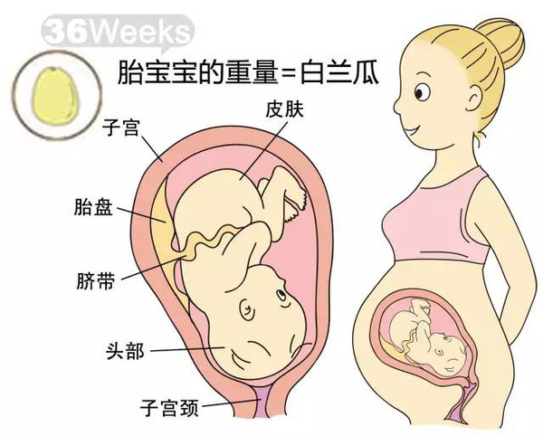 开奖直播现场:【j2开奖】胎儿每周到底有多大？从芝麻到西瓜！有图有真相！