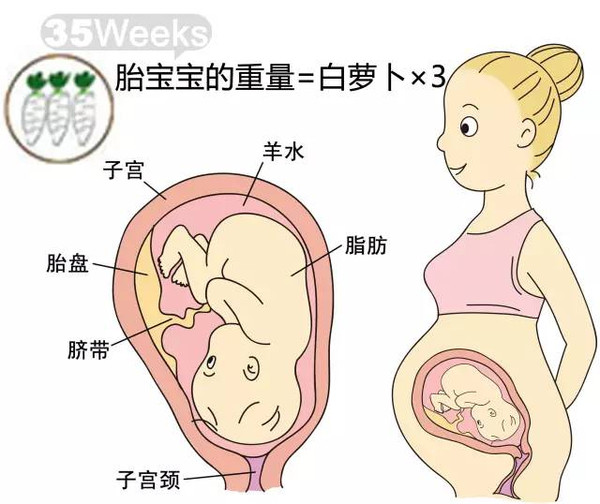 开奖直播现场:【j2开奖】胎儿每周到底有多大？从芝麻到西瓜！有图有真相！