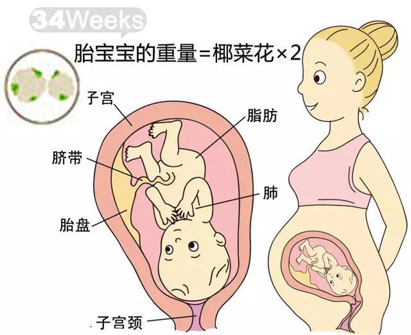 开奖直播现场:【j2开奖】胎儿每周到底有多大？从芝麻到西瓜！有图有真相！