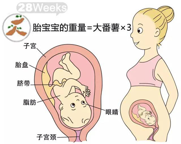 开奖直播现场:【j2开奖】胎儿每周到底有多大？从芝麻到西瓜！有图有真相！