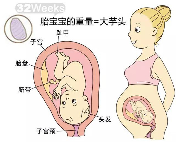 开奖直播现场:【j2开奖】胎儿每周到底有多大？从芝麻到西瓜！有图有真相！