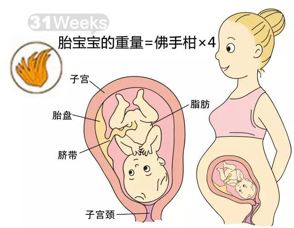 开奖直播现场:【j2开奖】胎儿每周到底有多大？从芝麻到西瓜！有图有真相！