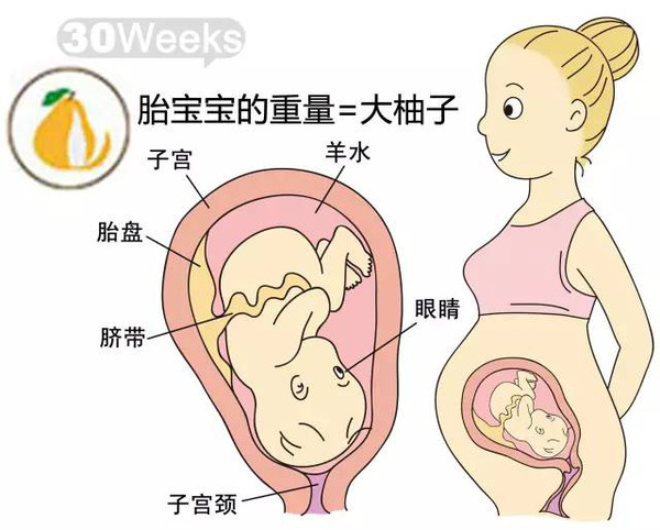 开奖直播现场:【j2开奖】胎儿每周到底有多大？从芝麻到西瓜！有图有真相！