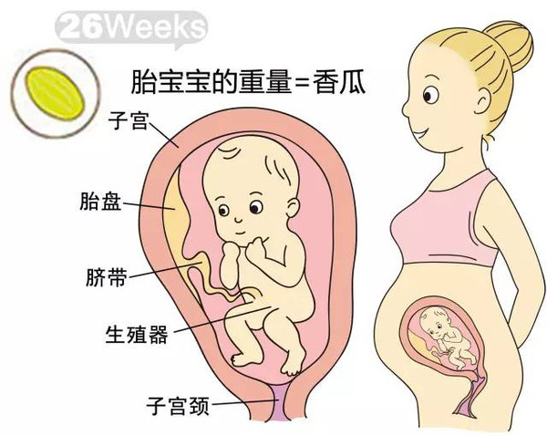 开奖直播现场:【j2开奖】胎儿每周到底有多大？从芝麻到西瓜！有图有真相！