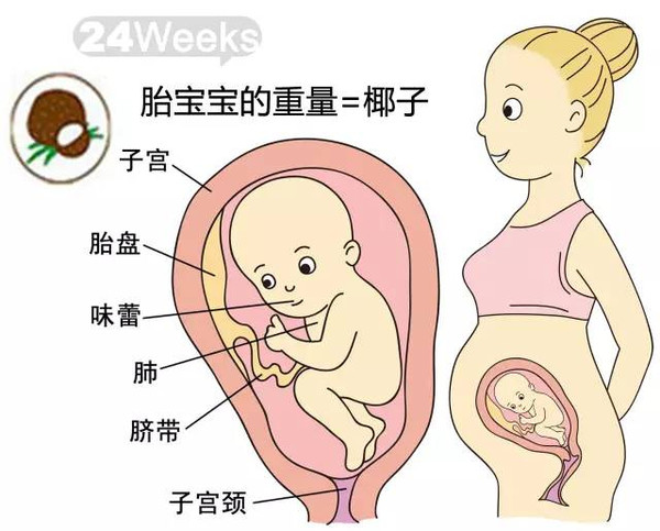 开奖直播现场:【j2开奖】胎儿每周到底有多大？从芝麻到西瓜！有图有真相！