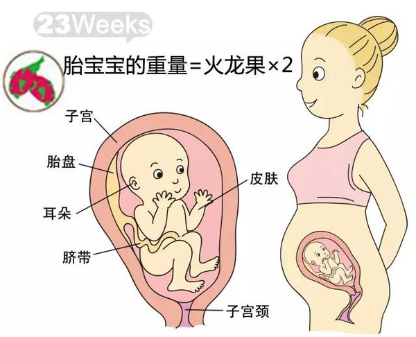 开奖直播现场:【j2开奖】胎儿每周到底有多大？从芝麻到西瓜！有图有真相！