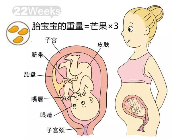 开奖直播现场:【j2开奖】胎儿每周到底有多大？从芝麻到西瓜！有图有真相！