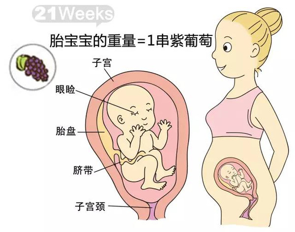 开奖直播现场:【j2开奖】胎儿每周到底有多大？从芝麻到西瓜！有图有真相！