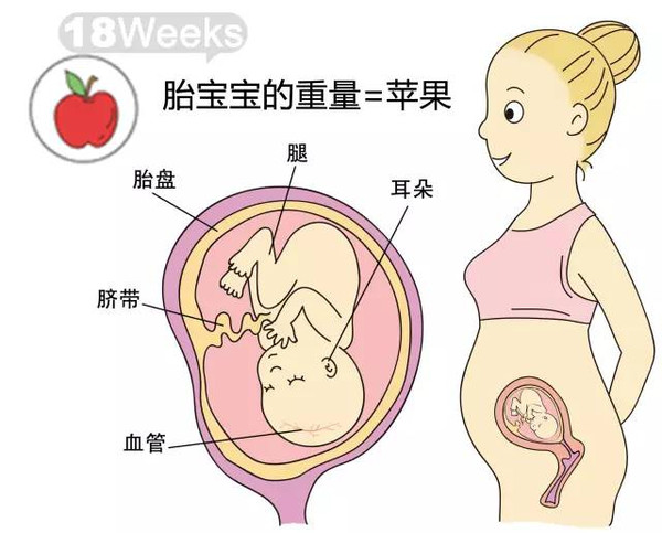 开奖直播现场:【j2开奖】胎儿每周到底有多大？从芝麻到西瓜！有图有真相！