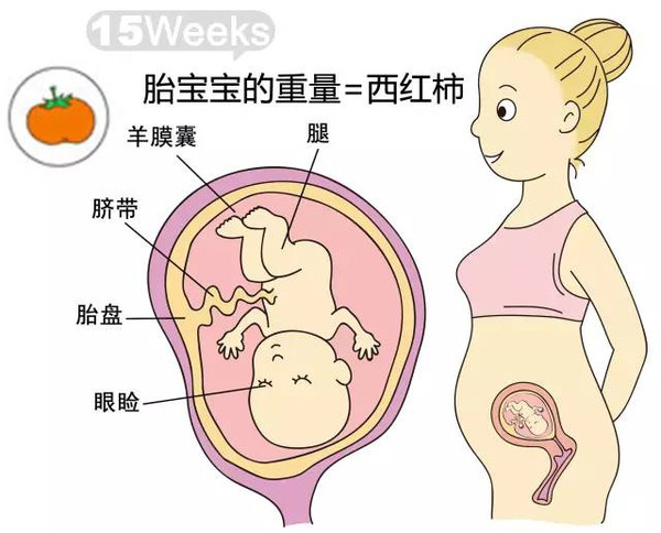 开奖直播现场:【j2开奖】胎儿每周到底有多大？从芝麻到西瓜！有图有真相！