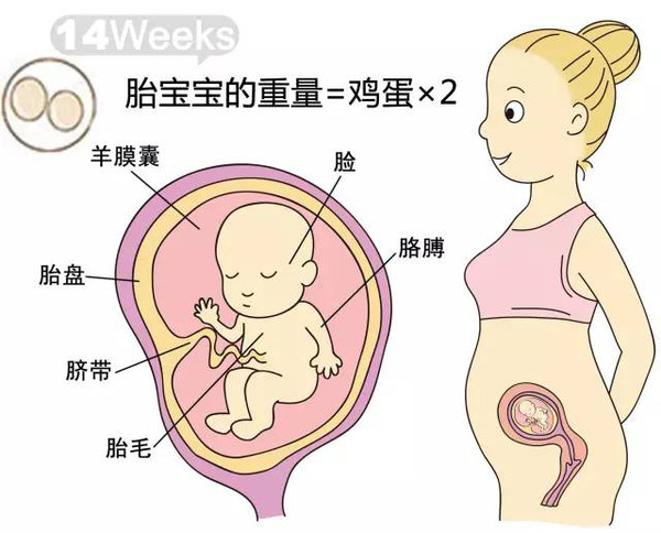 开奖直播现场:【j2开奖】胎儿每周到底有多大？从芝麻到西瓜！有图有真相！