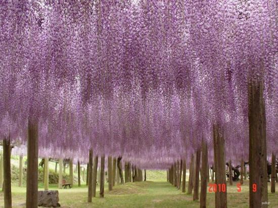 位于日本九州市，河内富士花园（Kawachi Fuji Garden）是一个可免费入园的私人花园，园内种植了超过20个不同品牌的紫藤开花植物，其最主要的景点就是紫滕花隧道，光影交错间，缤纷多彩的紫滕花令人心醉神迷。从东京前往约需六小时，每年的四月下至五月下旬是最佳的观赏期。