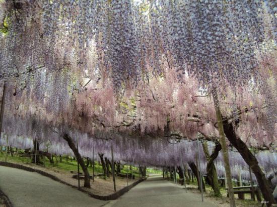位于日本九州市，河内富士花园（Kawachi Fuji Garden）是一个可免费入园的私人花园，园内种植了超过20个不同品牌的紫藤开花植物，其最主要的景点就是紫滕花隧道，光影交错间，缤纷多彩的紫滕花令人心醉神迷。从东京前往约需六小时，每年的四月下至五月下旬是最佳的观赏期。