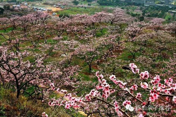 开奖直播现场:【j2开奖】成都郊外桃花朵朵开，带娃赏花，约！