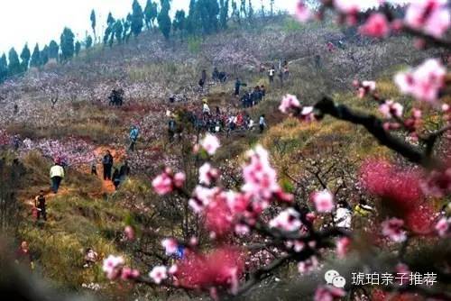 开奖直播现场:【j2开奖】成都郊外桃花朵朵开，带娃赏花，约！