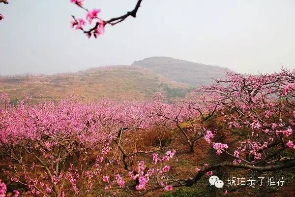 开奖直播现场:【j2开奖】成都郊外桃花朵朵开，带娃赏花，约！