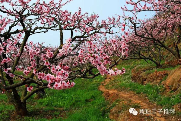 开奖直播现场:【j2开奖】成都郊外桃花朵朵开，带娃赏花，约！