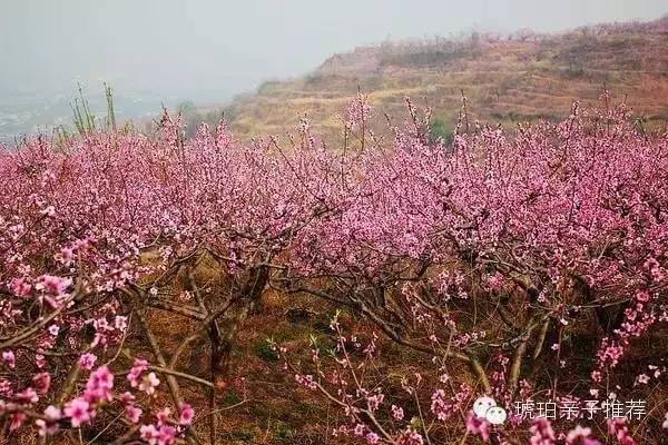 开奖直播现场:【j2开奖】成都郊外桃花朵朵开，带娃赏花，约！