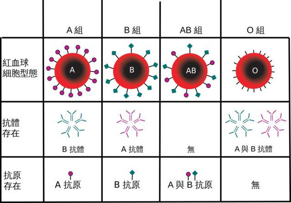 【j2开奖】比熊猫血更稀有：“金血人”，你的血液只与40人同型