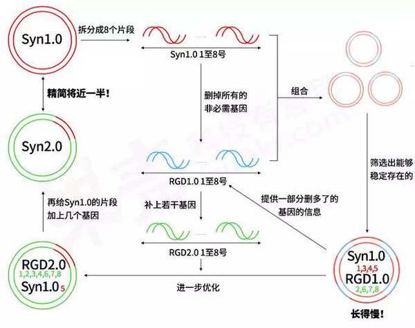 j2开奖直播:【j2开奖】人工创造一个生命体，并让它活下来，最少需要几个基因？