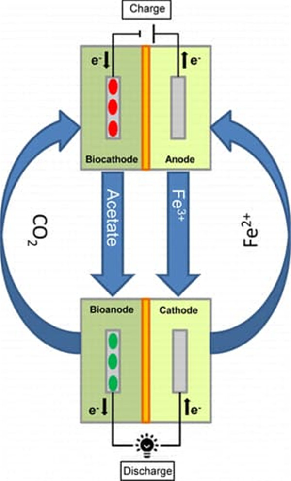 这款电池结合了两种技术。第一个当产生电力的微生物燃料电池中的分子将经历氧化还原反应，电子的得失或电子对的偏移发生在分子之间。第二项技术时是微生物电合成，其中所产生的电力被转换成被电池重新利用的化学物。