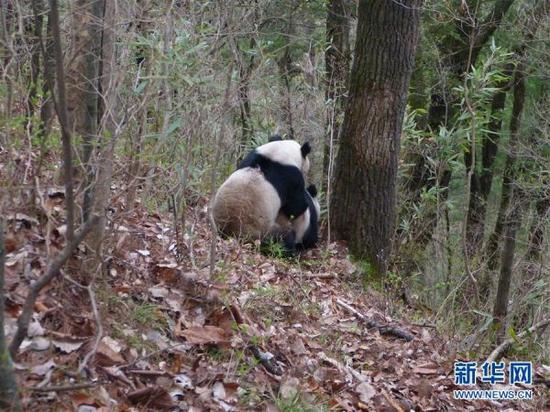 发情大熊猫进行交配（4月4日摄）。记者4月8日从陕西佛坪国家级自然保护区证实，今年3月26日，陕西佛坪自然保护区工作人员在三官庙保护站附近发现2只正在“谈情说爱”的野生大熊猫。当时母熊猫在树上，公熊猫在树下。直到4月4日中午，母熊猫终于下树。据保护人员介绍，整个过程共交配3次，每次交配大概3到4分钟。j2开奖直播发（何祥博摄）