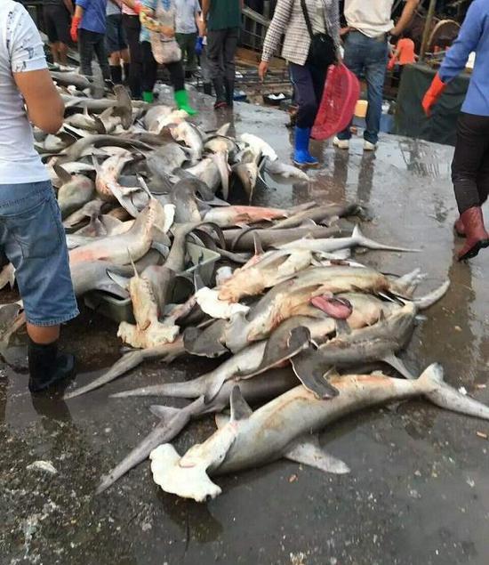4月9日，有网友在朋友圈中发消息称，三亚水产码头当街低价售卖濒危保护动物锤头鲨，数量达近百条。