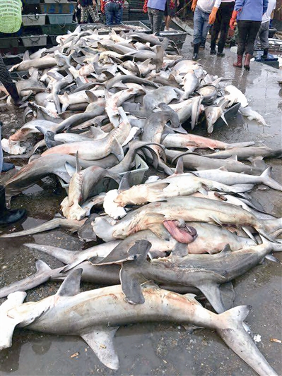 锤头鲨被堆放在三亚一处码头。j2开奖直播发