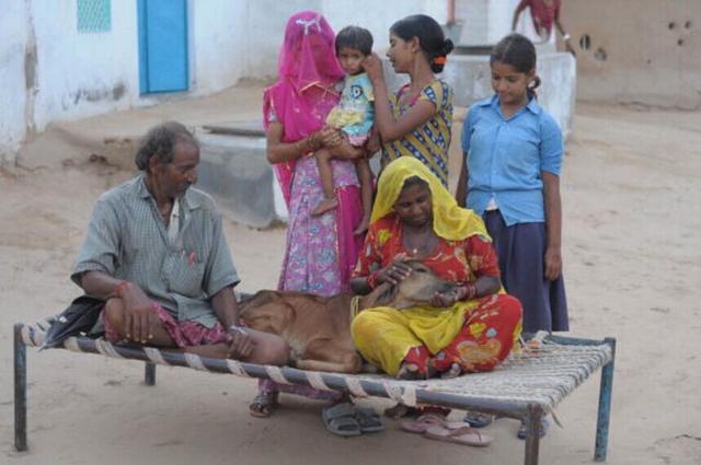 一个印度女人成为婴儿牛的母亲 - 甚至乳房喂个月大的小牛一天四次