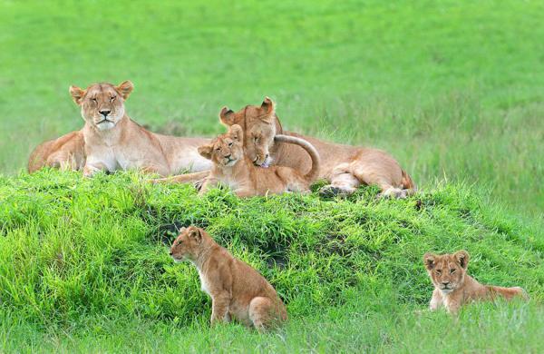 据英国《每日邮报》4月14日报道，近日，一位摄影师在坦桑尼亚塞伦盖蒂国家公园洛利翁多野生动物保护区，为一群狮子拍了一组全家福，照片中所有狮子都十分配合地盯着镜头，画面和谐，十分难得。